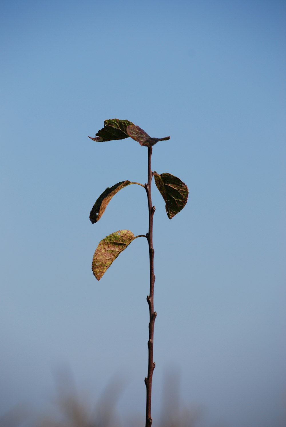 green and brown leaves on brown stem
