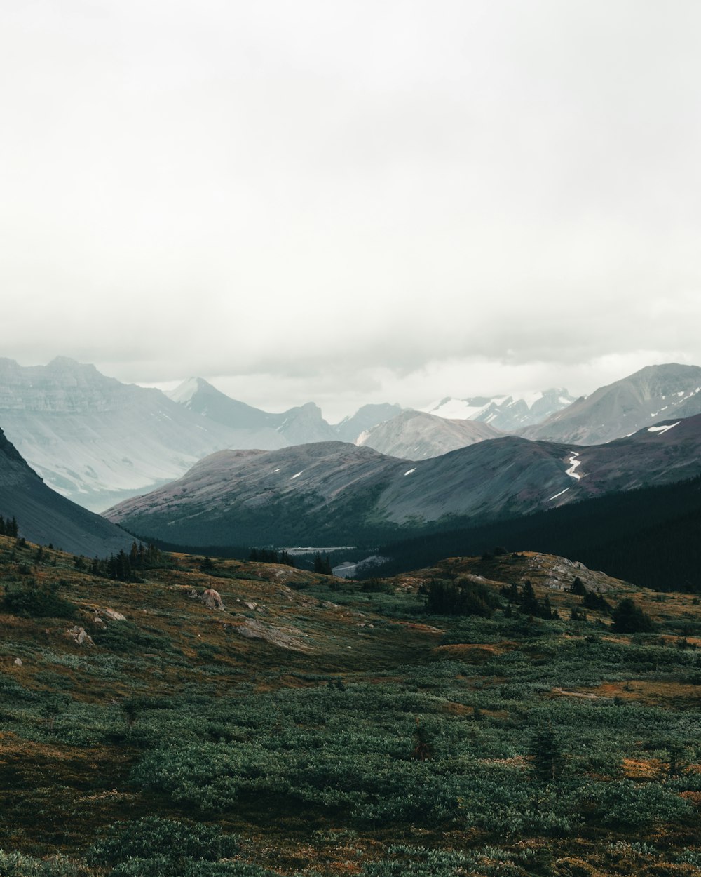 Champ d’herbe verte près des montagnes enneigées pendant la journée