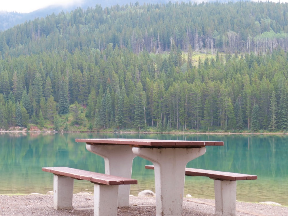 green trees beside body of water during daytime