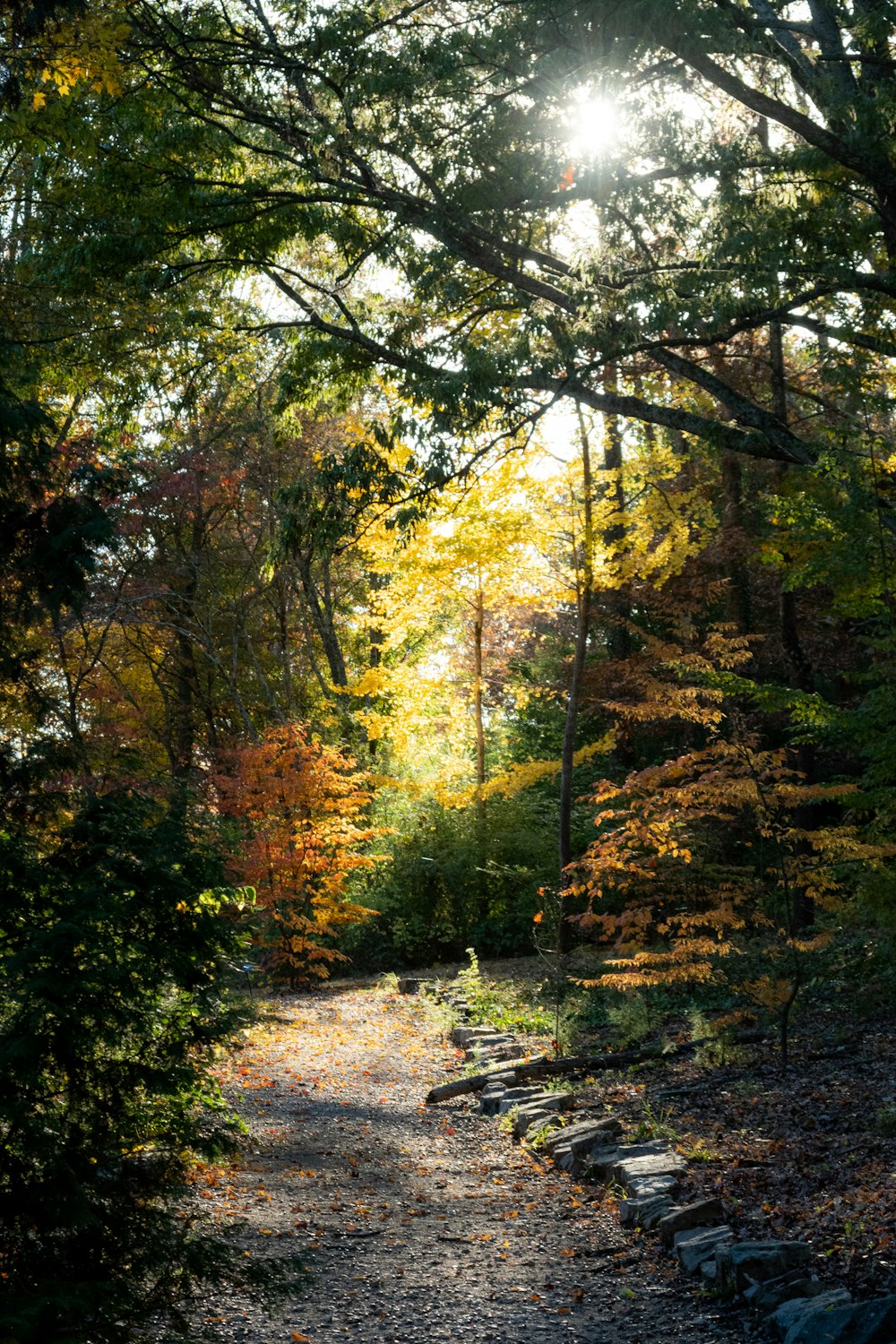 green and brown trees during daytime