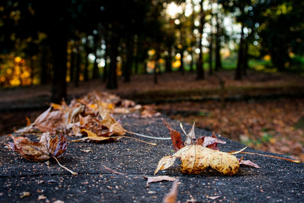 brown dried leaves on ground