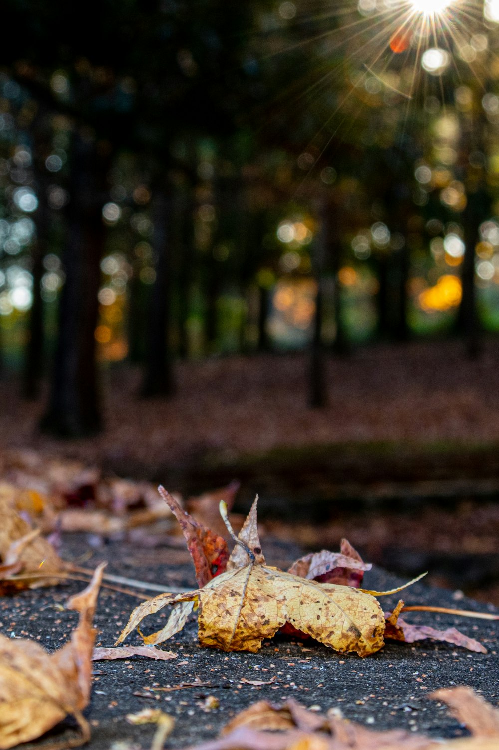 Feuilles séchées brunes sur le sol