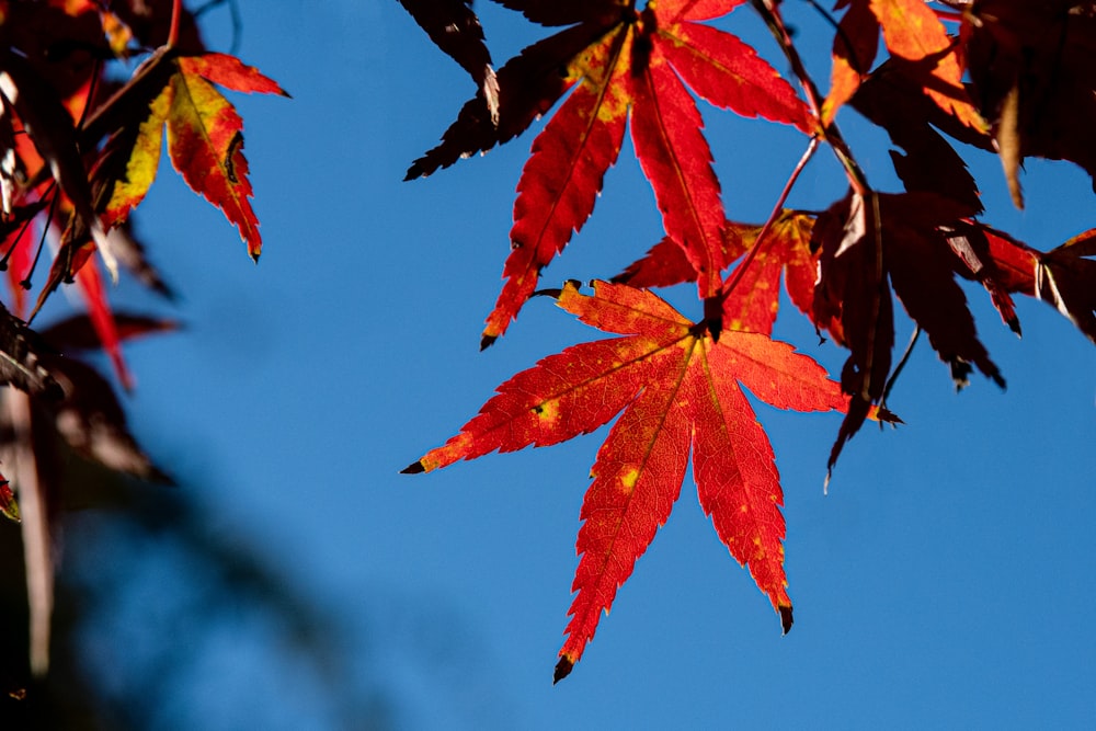 red and green leaves during daytime