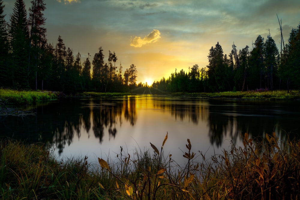 green trees beside lake during sunset