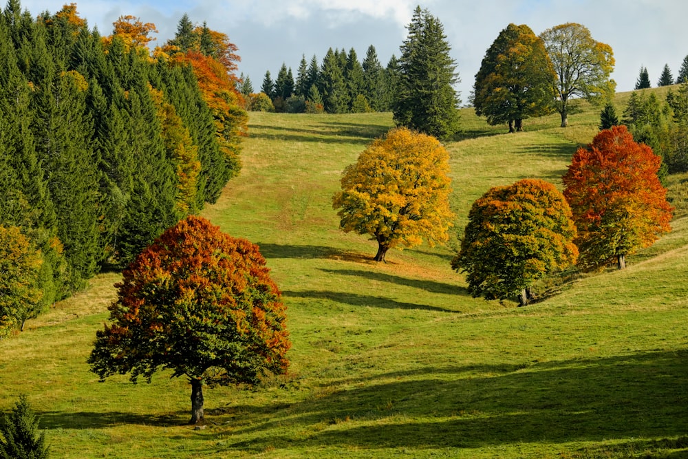 green and brown trees on green grass field during daytime