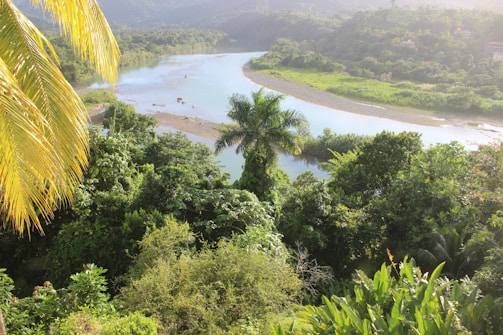 A lush, green landscape featuring dense tropical foliage surrounding a serene river that winds through the area. Palm trees and various other vegetation are prominent in the foreground, while gentle hills extend into the background under a soft, hazy sky.