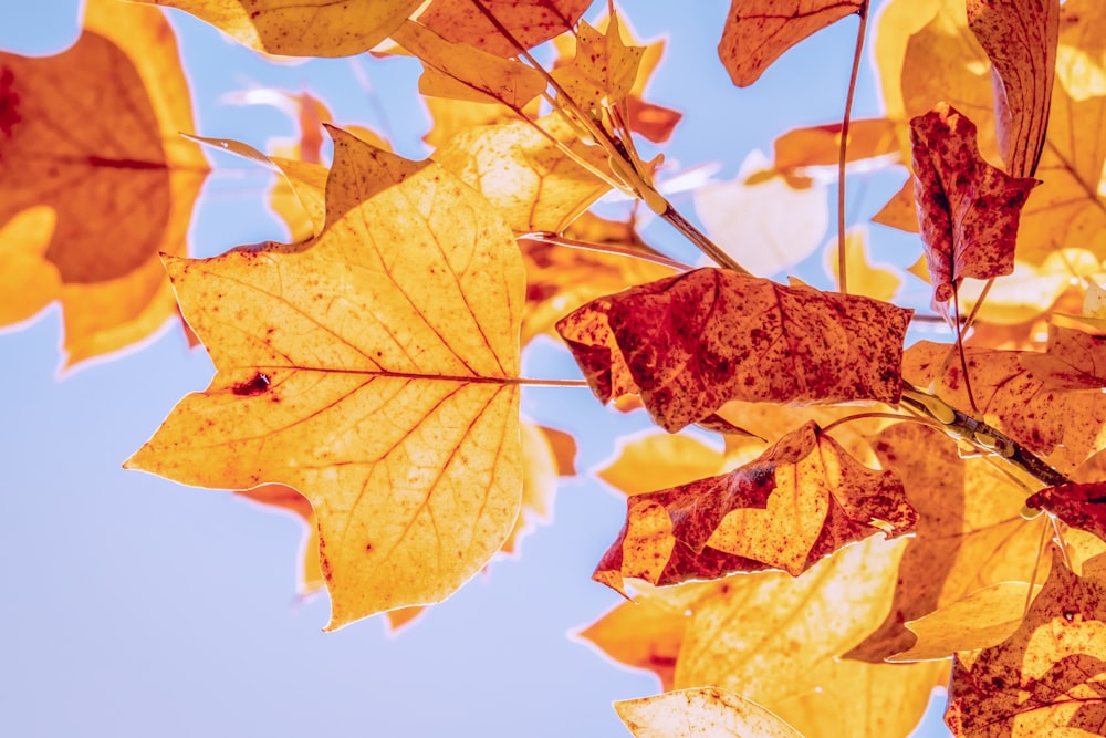 brown maple leaf under blue sky during daytime