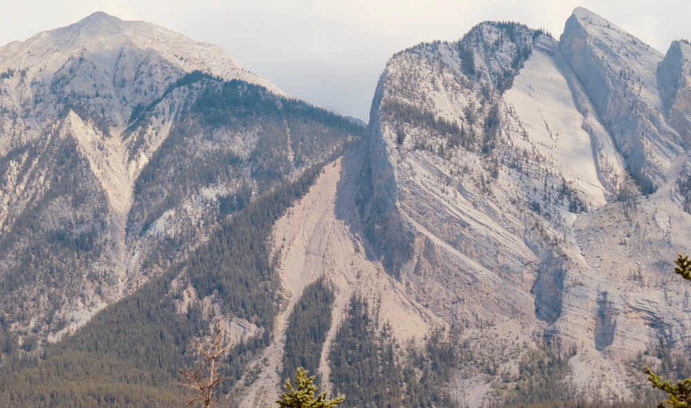 green trees on mountain during daytime