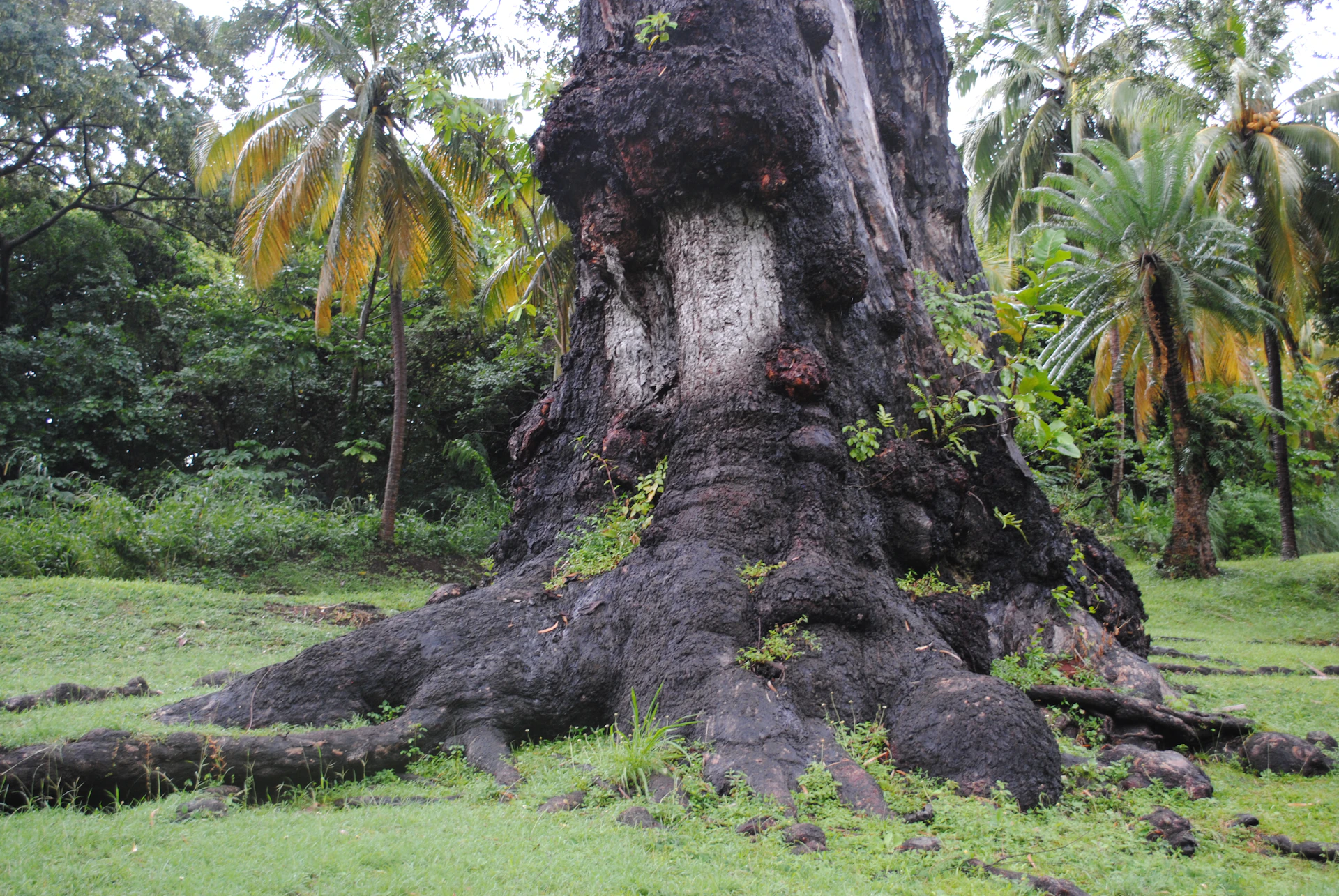 green grass field with brown tree trunk