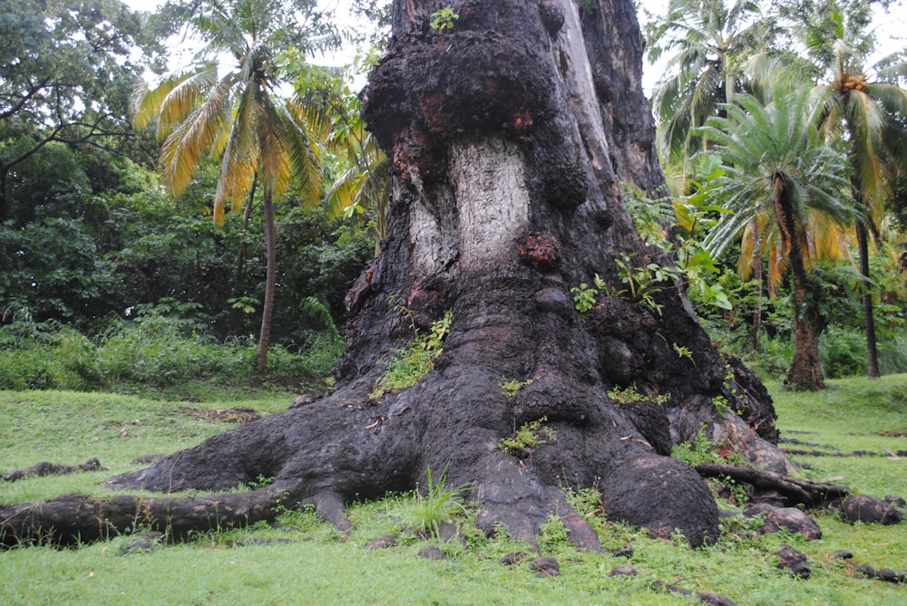 green grass field with brown tree trunk