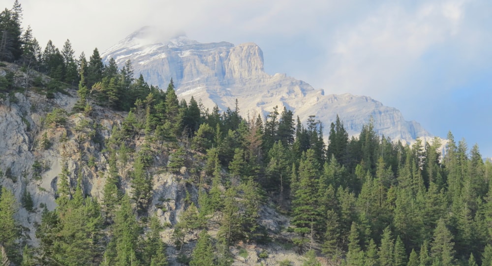 green trees near mountain under white clouds during daytime