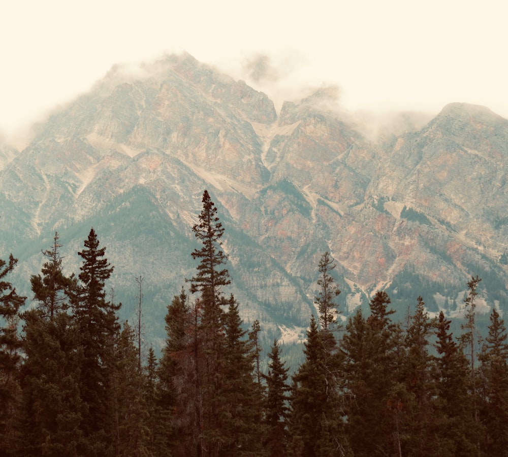 green pine trees near mountain during daytime