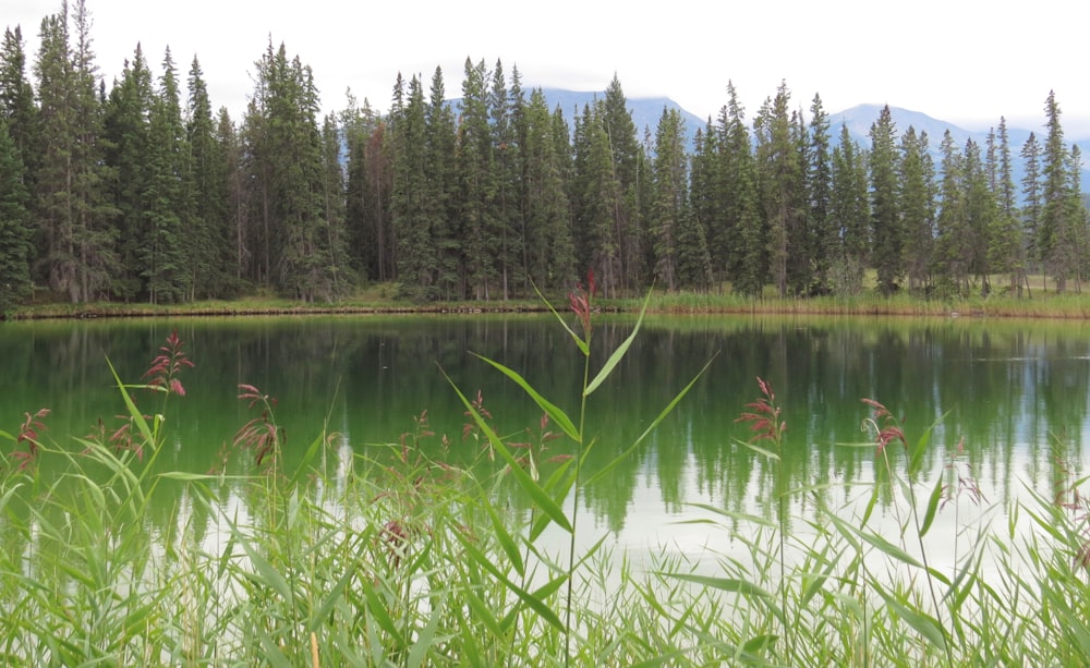 green trees beside lake during daytime