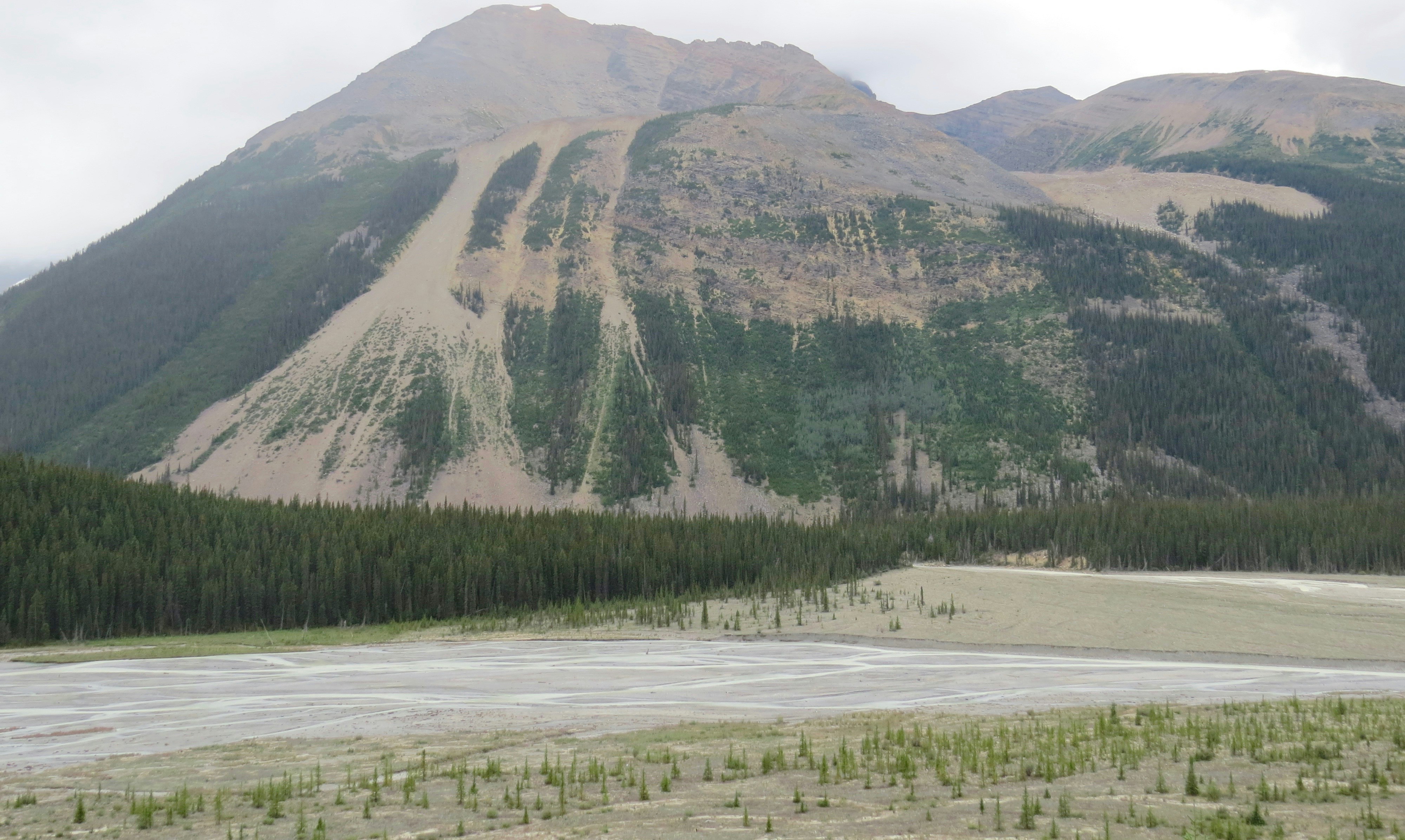 green trees on brown field near mountain during daytime