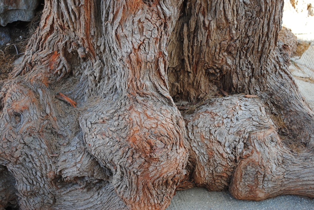 brown and gray tree trunk