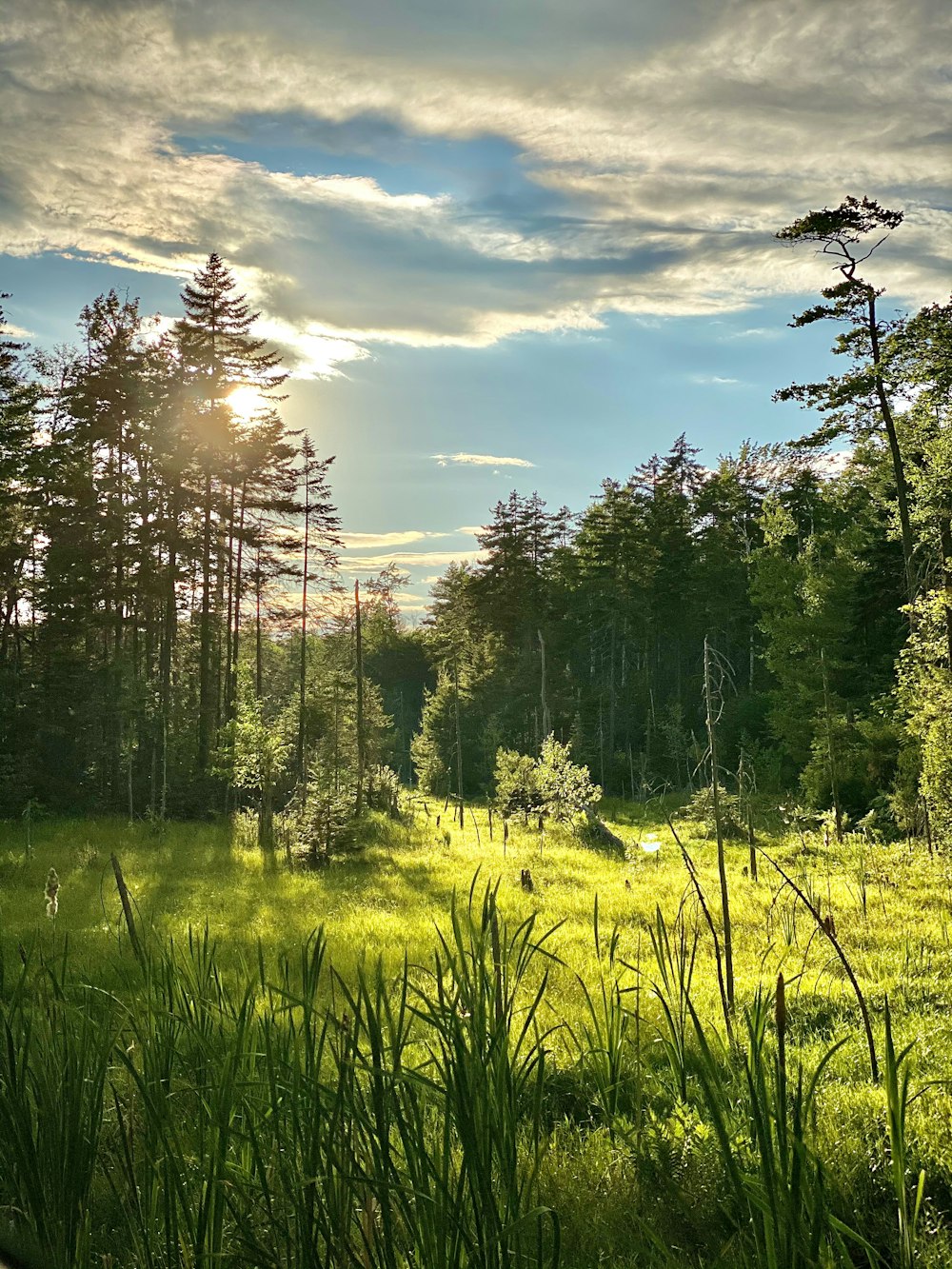 green trees under blue sky during daytime