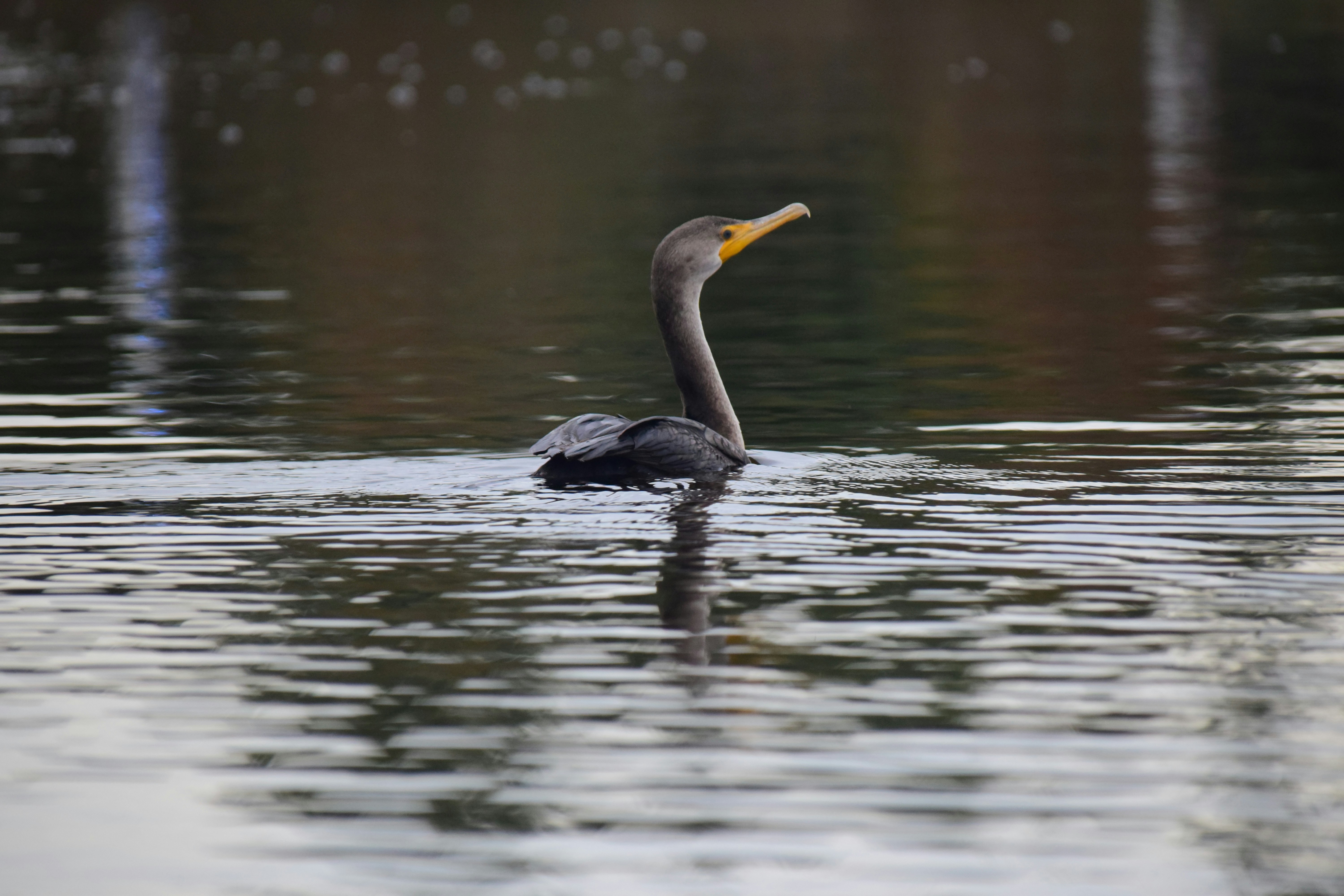 Photo by longlivehaas