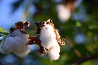 Close-up view of cotton bolls on a plant with green leaves and a blurred background. The cotton fibers appear fluffy and white, framed by brown dried sections from the plant.