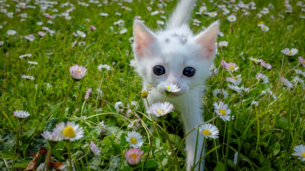 white kitten on purple flowers