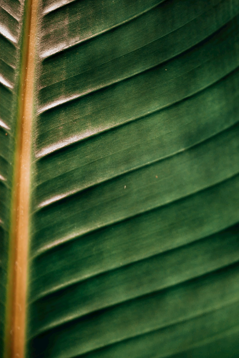 green and brown leaf in close up photography