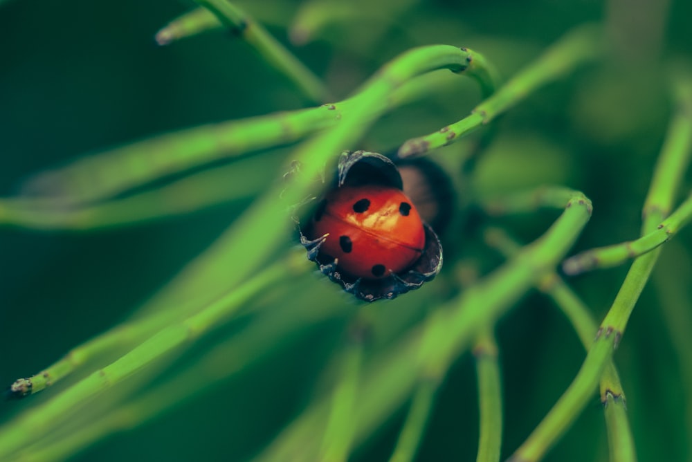 red and black ladybug on green leaf