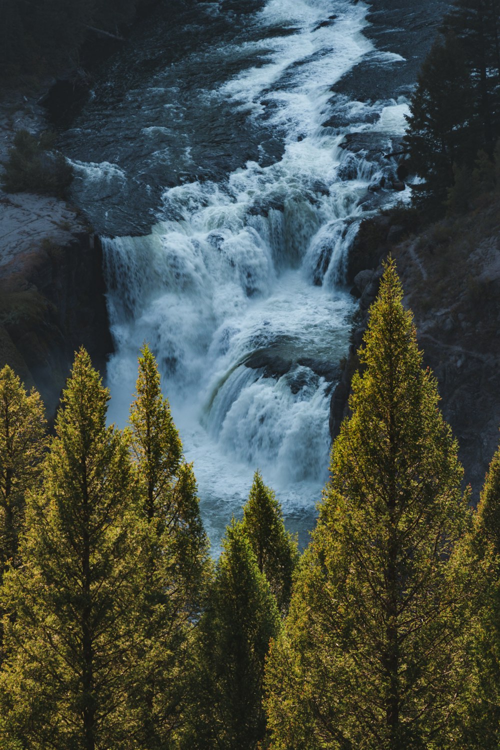 green pine trees near river