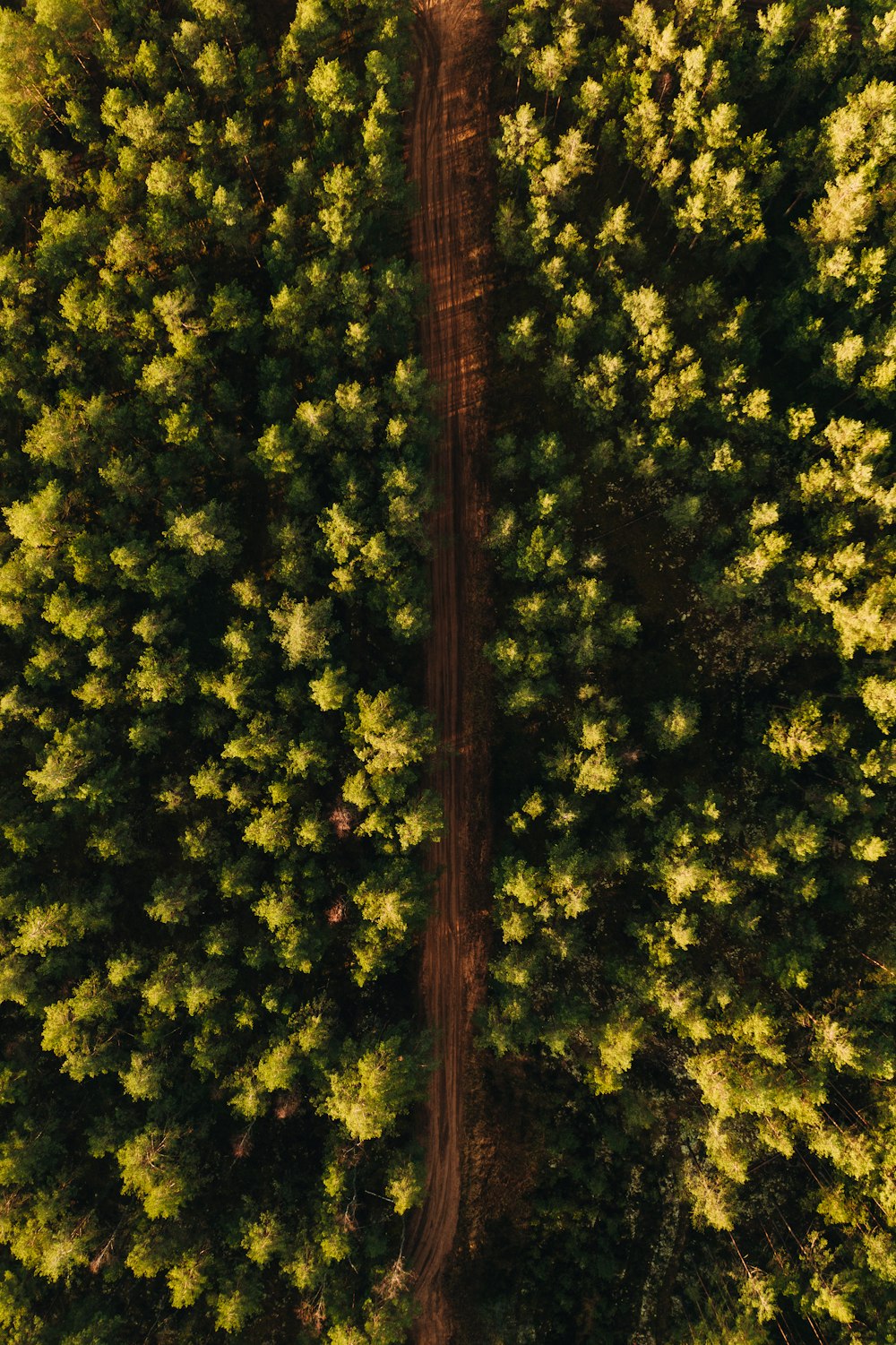 green and yellow leaf trees