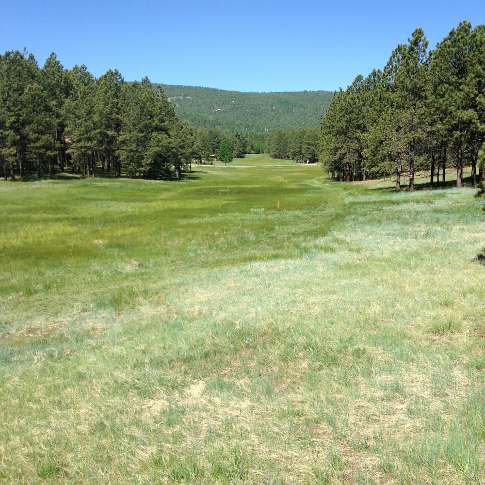 green grass field with trees under blue sky during daytime