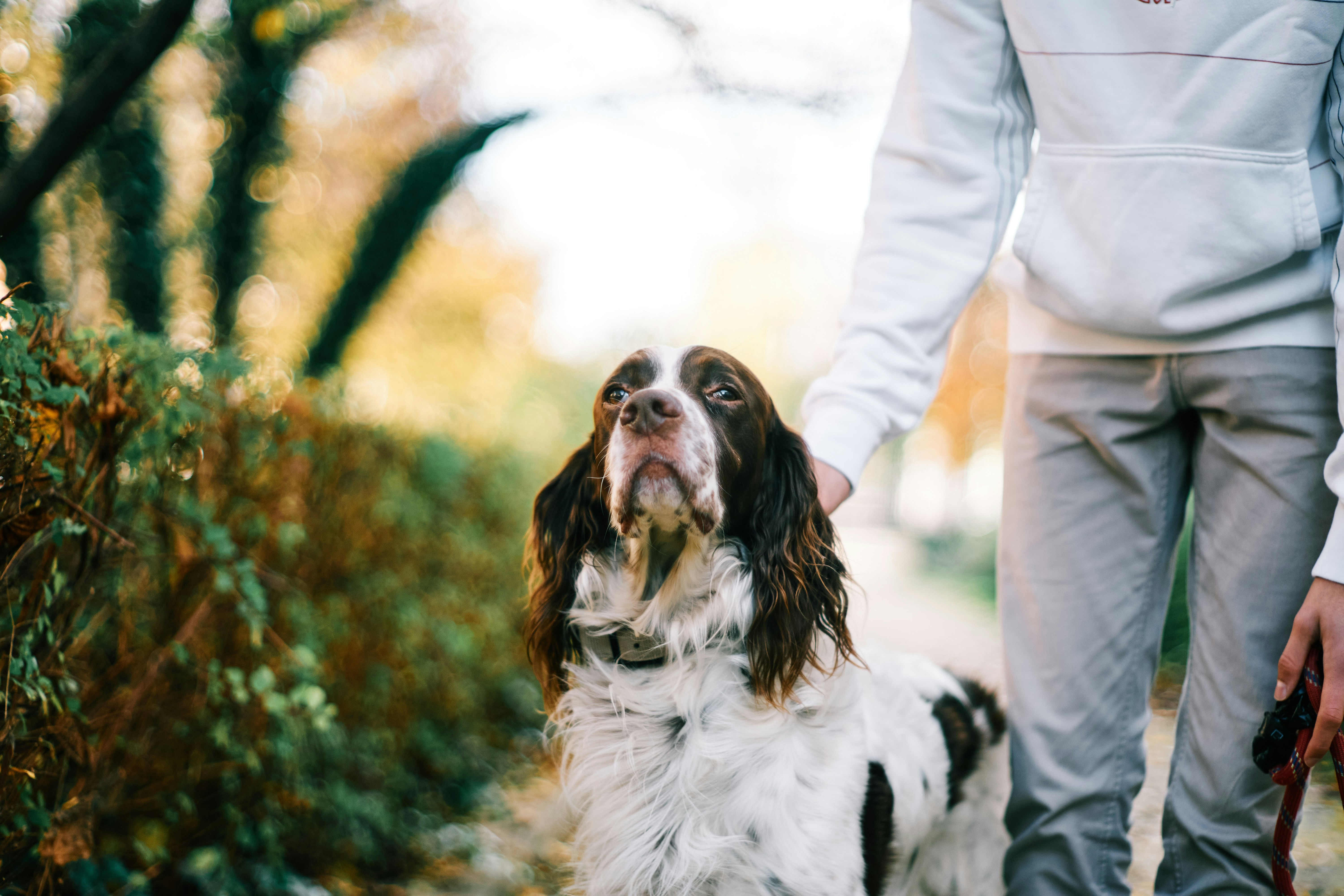 white and black long coat medium English Cocker Spaniel dog