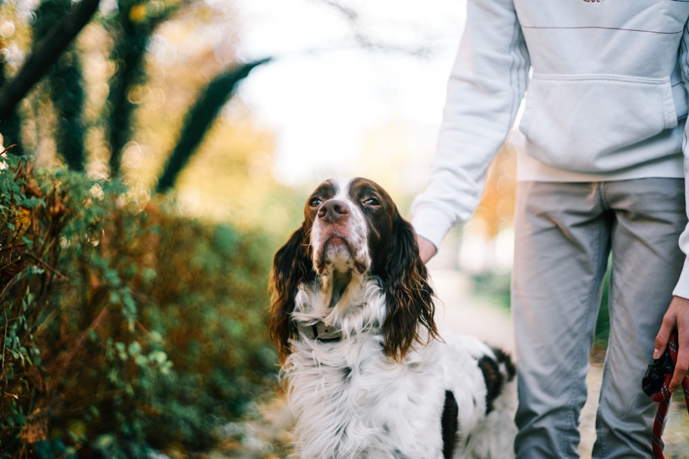 white and black long coat medium dog