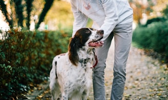English Setter 