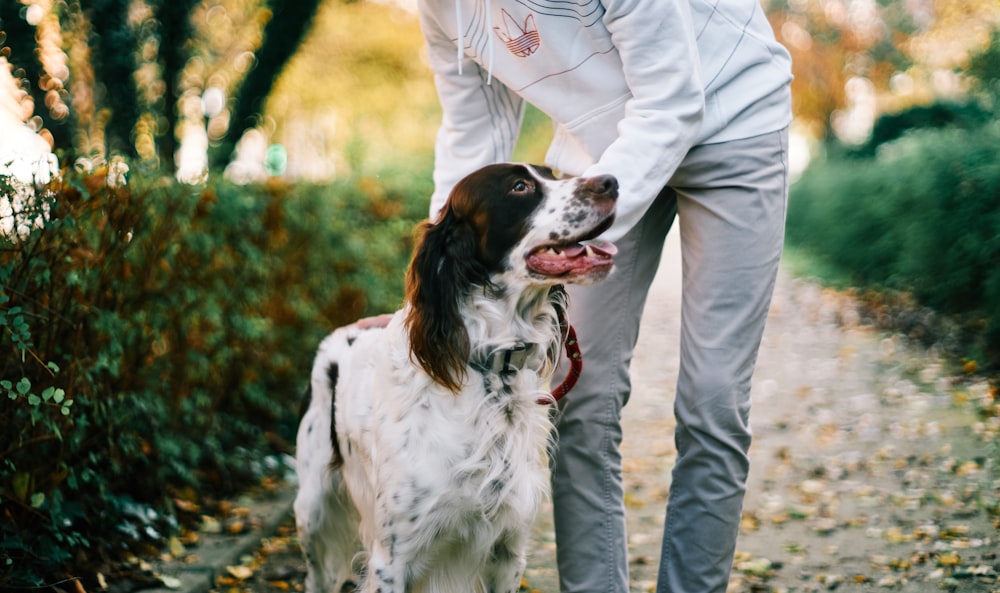 white and black long coat medium dog