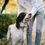 white and black long coat medium dog