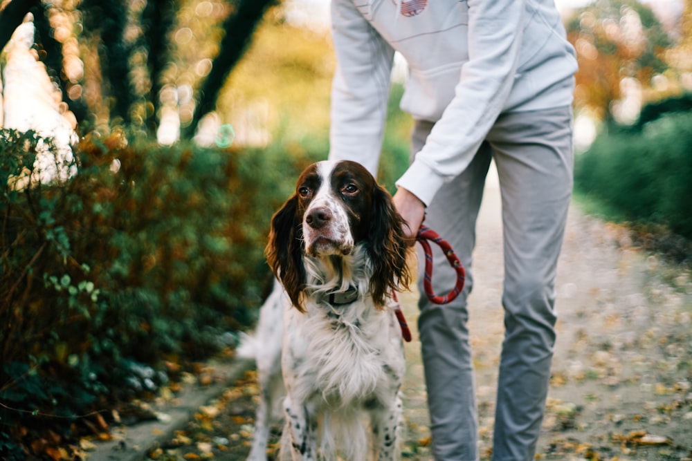 woman in white jacket and white pants holding brown and white short coated dog