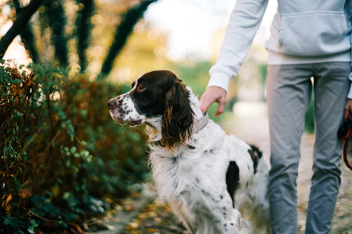 A volunteer gently petting a rescued dog during a sunny afternoon walk.