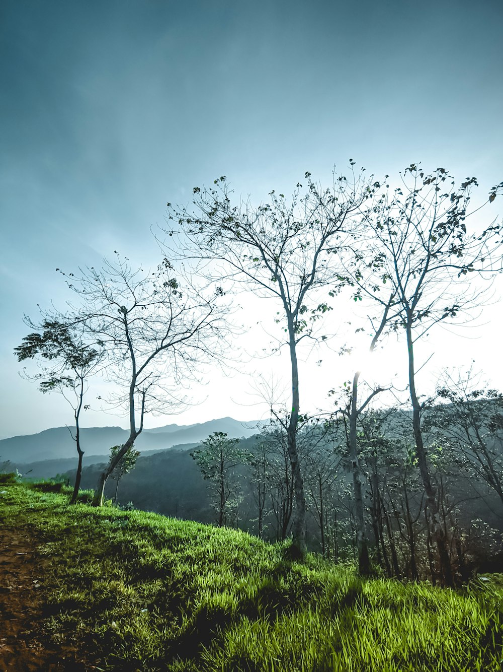 bare tree on green grass field under blue sky during daytime