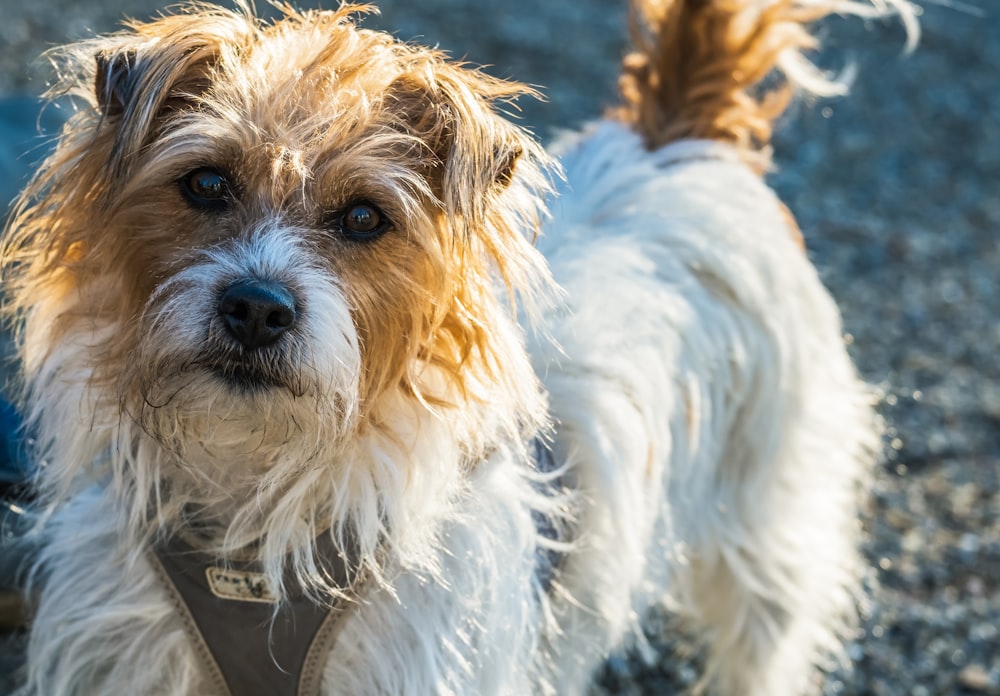 white and brown long coated small dog