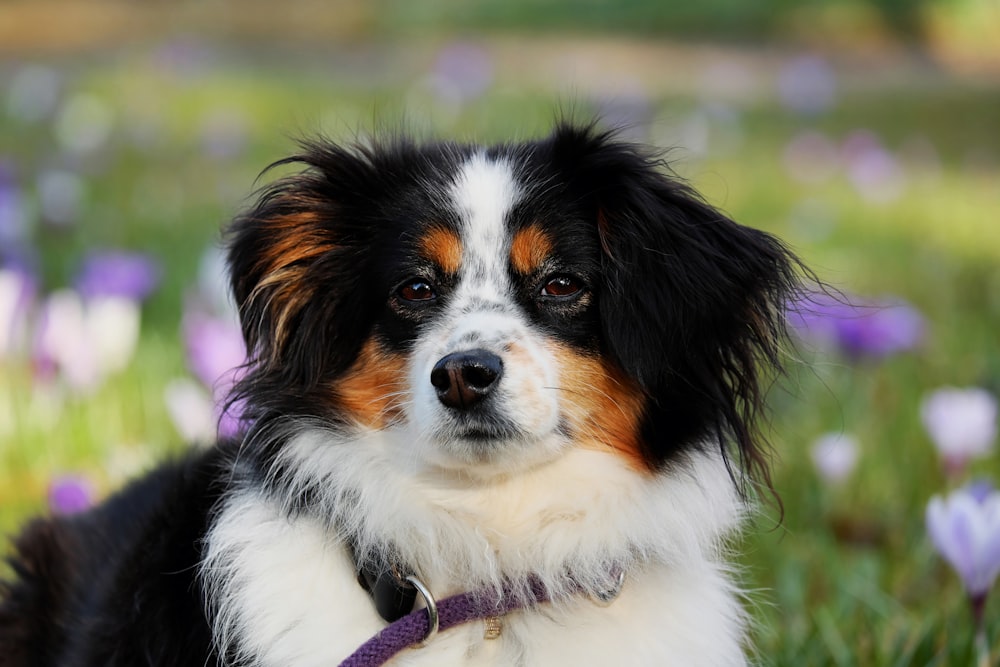 white black and brown long coated dog