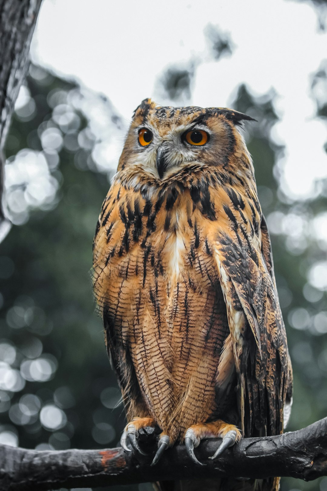 brown and black owl in tilt shift lens