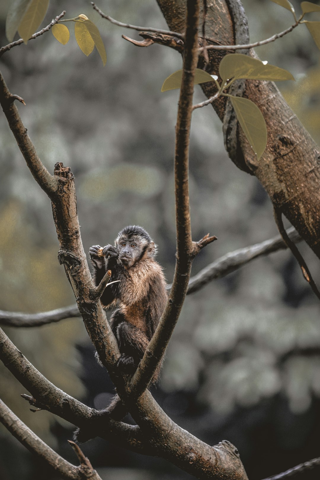 brown and black monkey on brown tree branch during daytime
