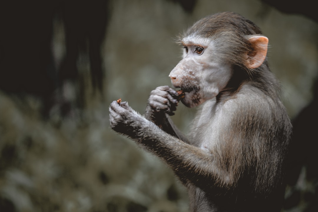 brown monkey on tree branch during daytime