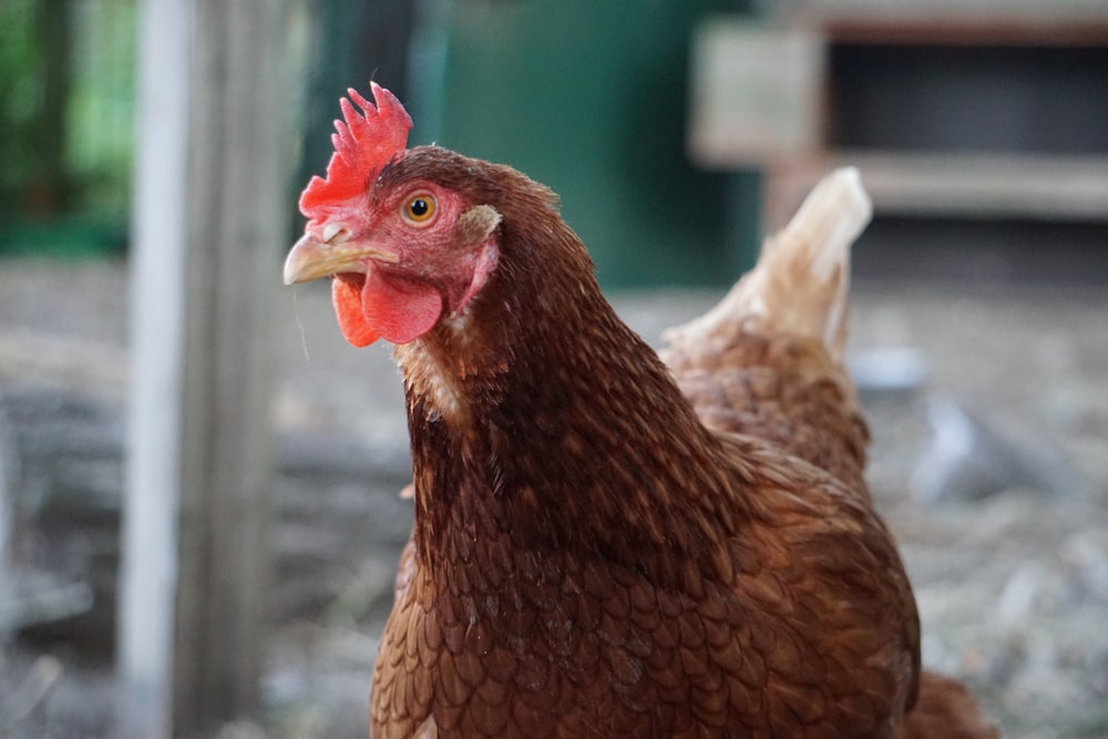 Poule brune en lentille à bascule