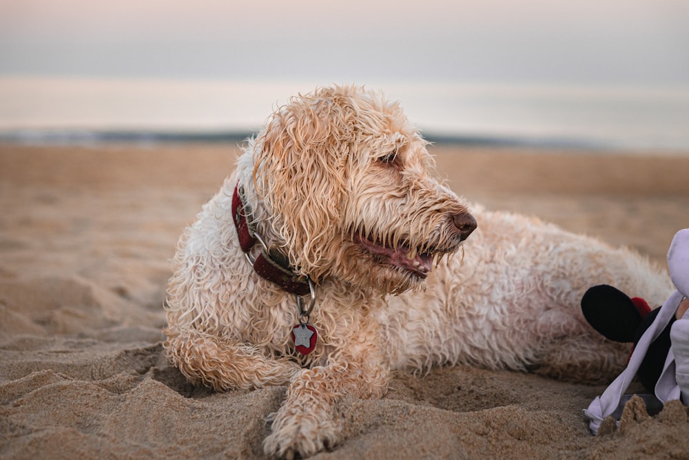 white long coat small dog on beach during daytime