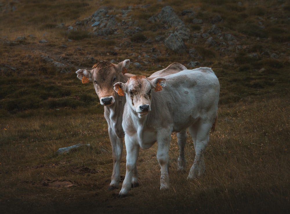 white and brown cow on brown grass field during daytime