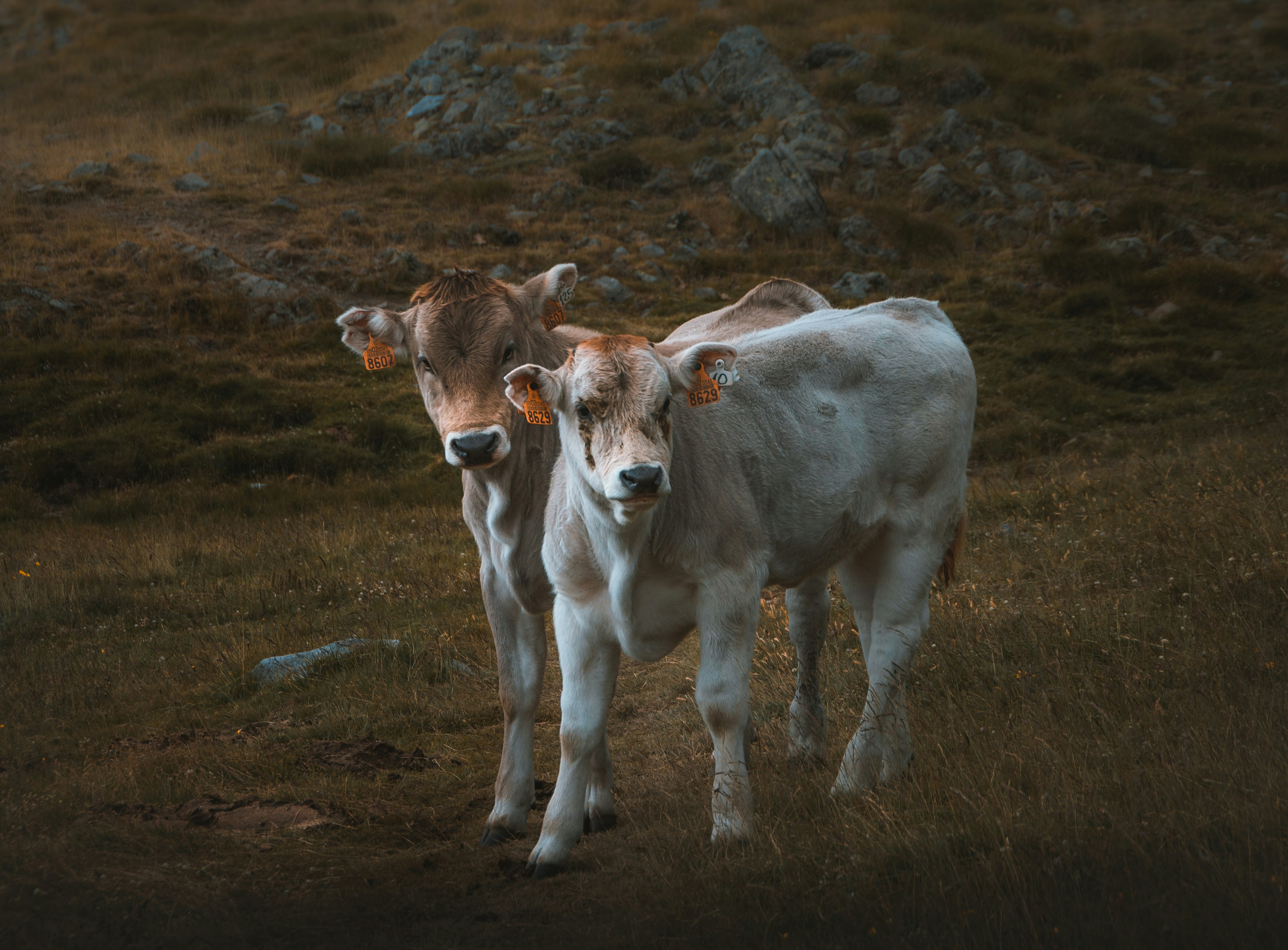 white and brown cow on brown grass field during daytime