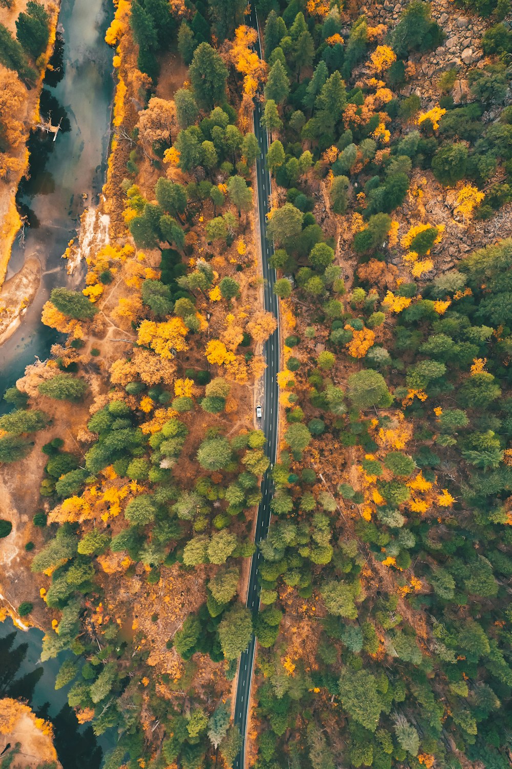 aerial view of green trees and river during daytime