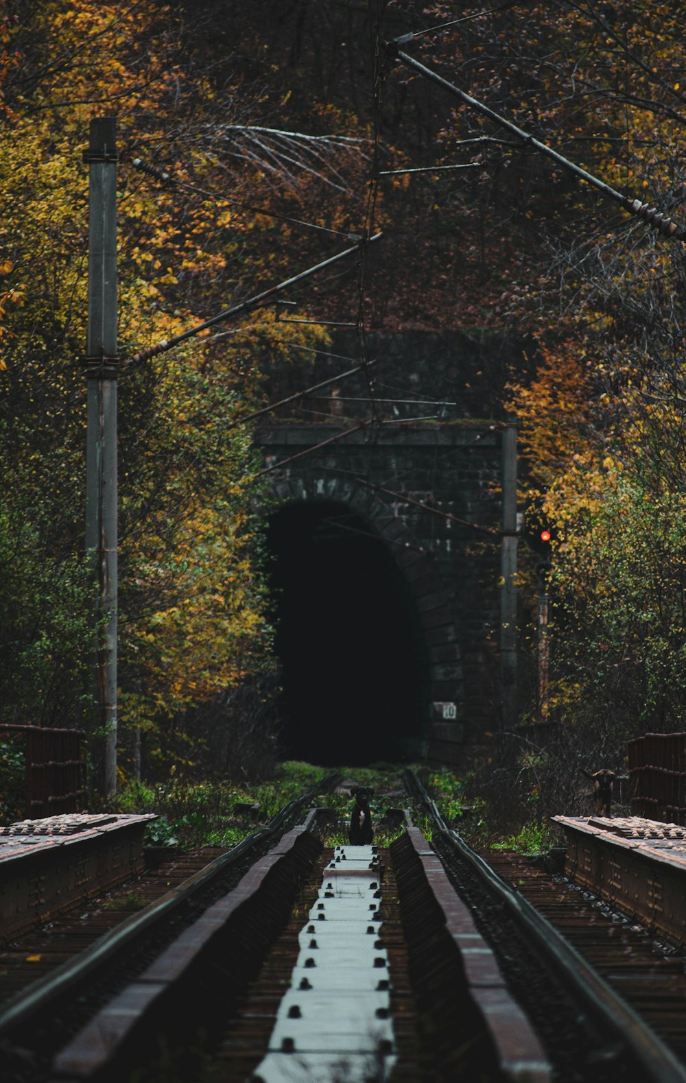 train rail near trees during daytime