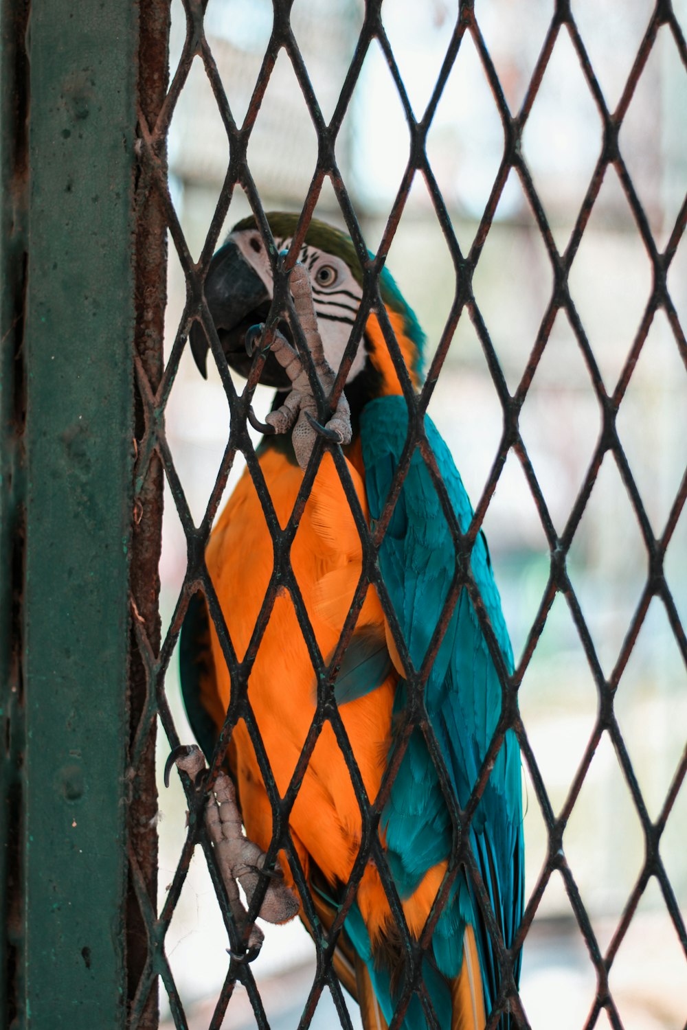 blue yellow and orange parrot on cage