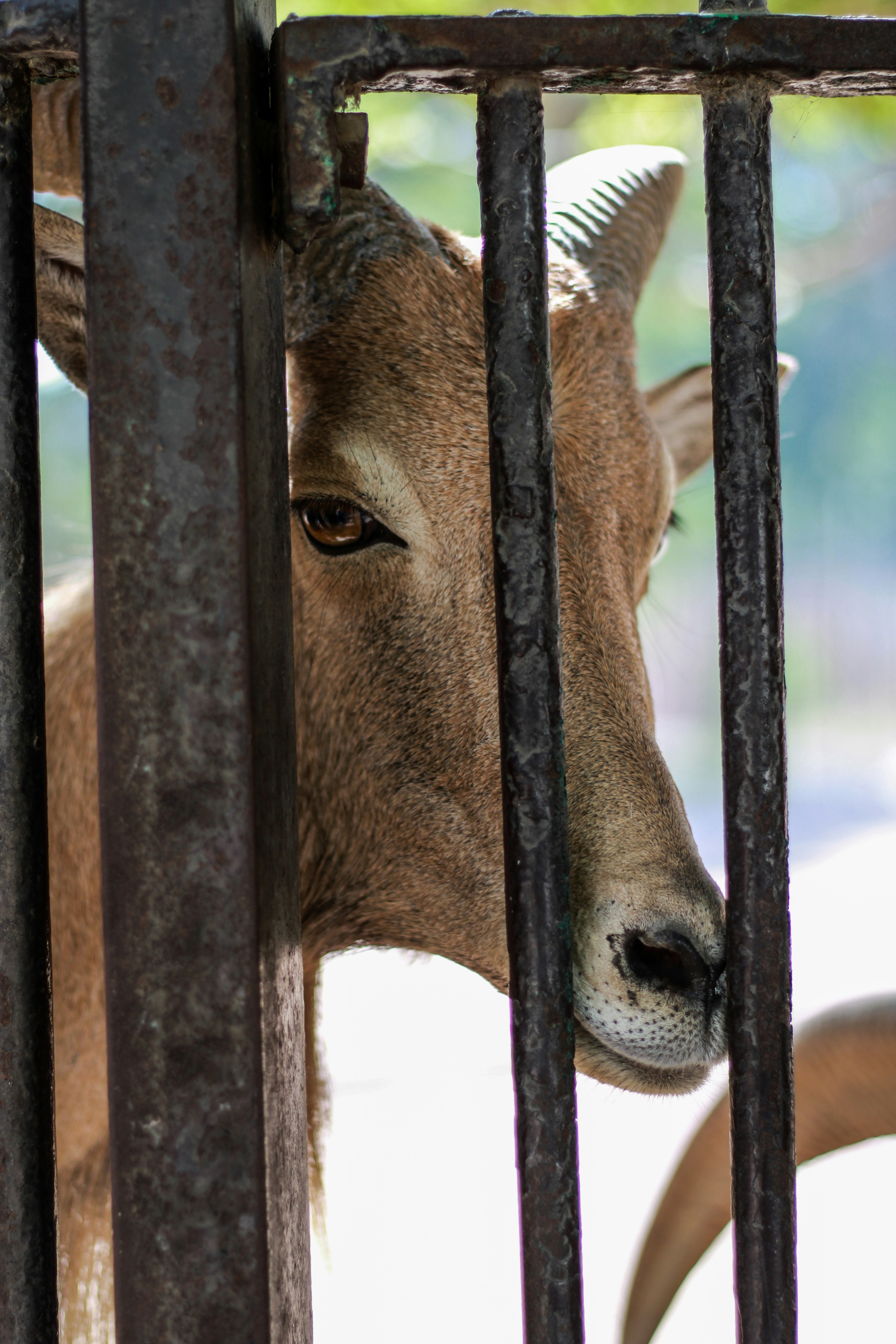 vaca marrom atrás da cerca de metal preto