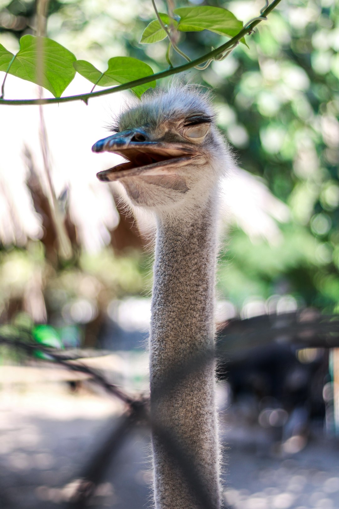  brown and gray ostrich head ostrich